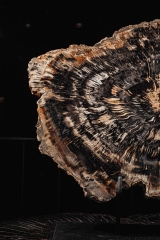 Окаменелое дерево Araucarioxylon arizonicum