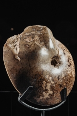 Аммонит Placenticeras sp.