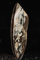 Аммонит Placenticeras sp.
