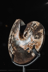 Аммонит Placenticeras sp.