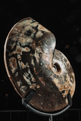 Аммонит Placenticeras sp.