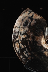 Аммонит Placenticeras sp.
