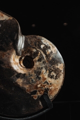 Аммонит Placenticeras sp.