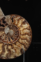 Аммонит Cleoniceras sp.