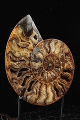 Аммонит Cleoniceras sp.