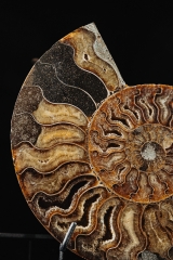 Аммонит Cleoniceras sp.