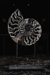 Аммонит Cleoniceras sp.