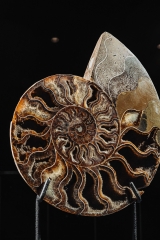 Аммонит Cleoniceras sp.