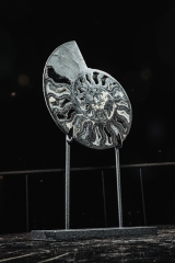 Аммонит Cleoniceras sp.