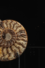 Аммонит Cleoniceras sp.