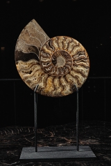Аммонит Cleoniceras sp.