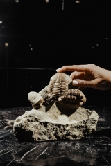 Трилобиты Asaphus punctatus