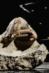 Трилобиты Asaphus punctatus