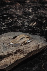 Трилобиты Dechenella burmeisteri