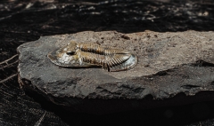 Трилобиты Dechenella burmeisteri