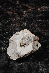 Трилобит Thysanopeltella aff. clementina