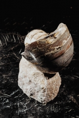Наутилус Cymatoceras sp.