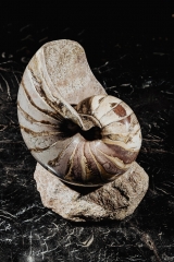 Наутилус Cymatoceras sp.