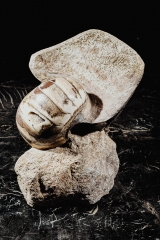 Наутилус Cymatoceras sp.