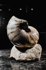 Наутилус Cymatoceras sp.