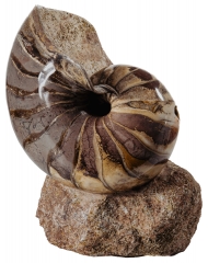 Наутилус Cymatoceras sp.