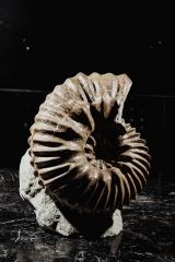 Аммонит Hoplites sp.