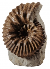 Аммонит Hoplites sp.