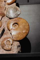 Аммониты Нammatoceras sp.