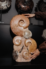 Аммониты Нammatoceras sp.