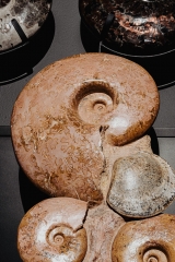 Аммониты Нammatoceras sp.
