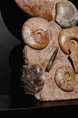 Аммониты Нammatoceras sp.