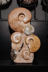 Аммониты Нammatoceras sp.