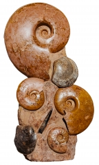 Аммониты Нammatoceras sp.